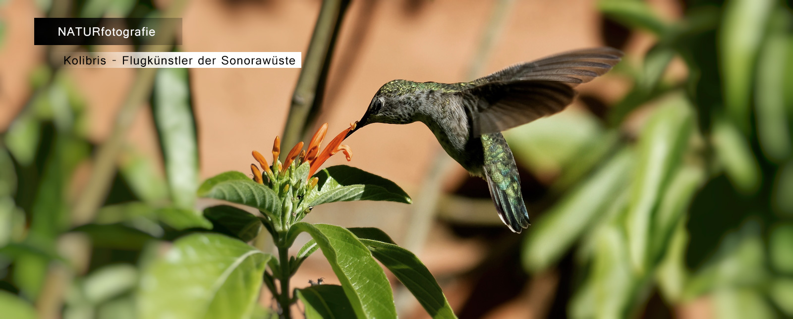 Kolibris - Flugkünstler der Sonora-Wüste