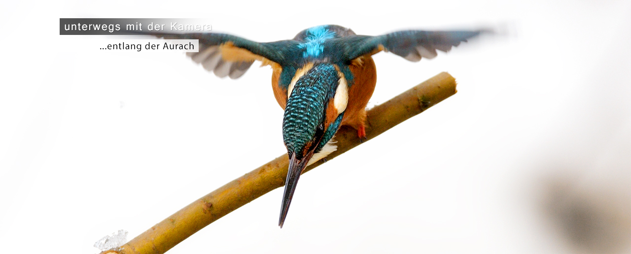 Tierfotografie - entlang der Aurach