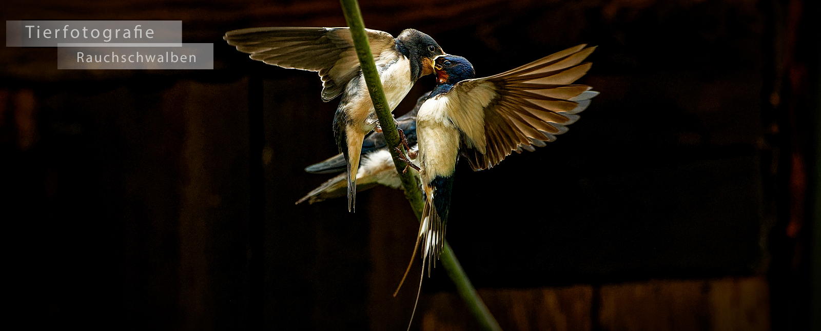 Tierfotografie - Rauchschwalben