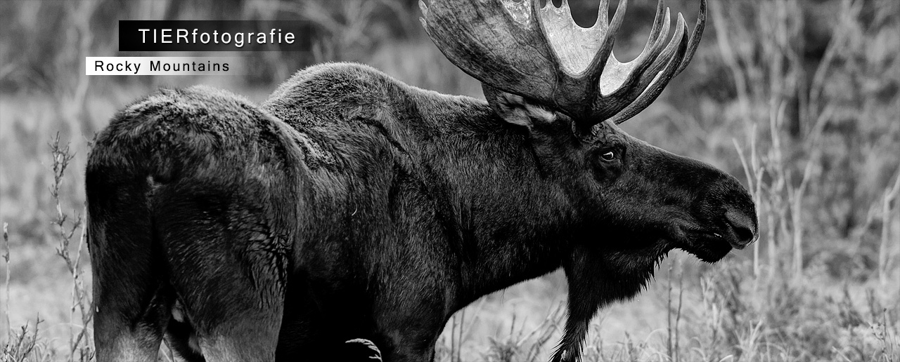 Tierfotografie - faszinierende Augenblicke