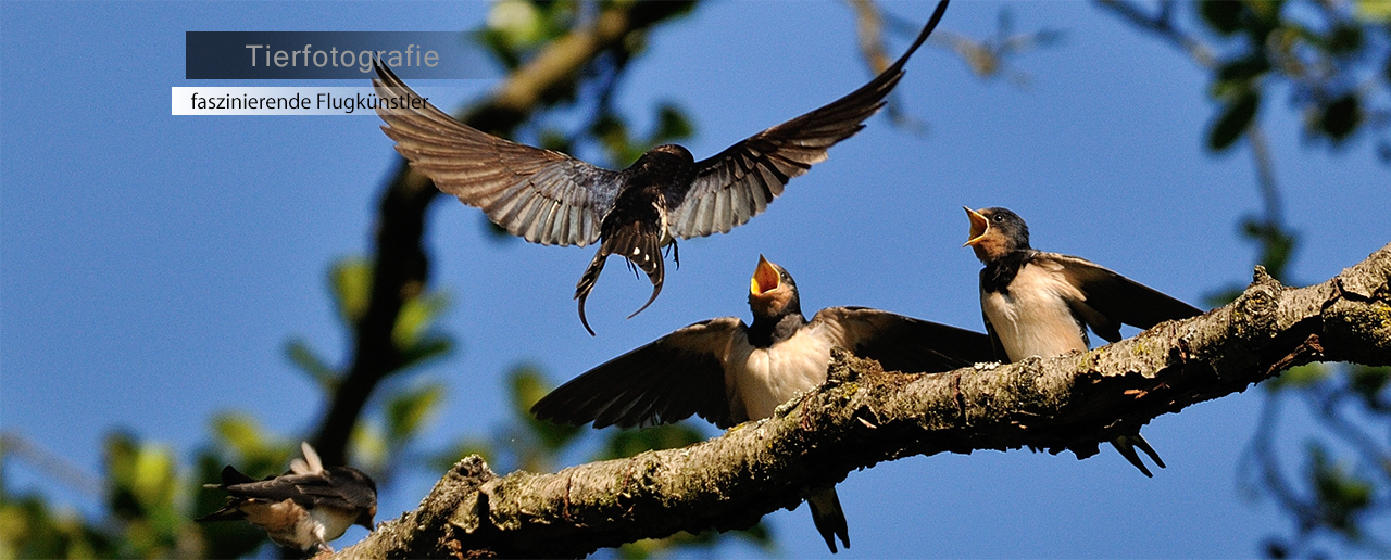 Tierfotografie - Rauchschwalben - faszinierende Flugkünstler